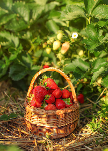 Eleanor's Berry Patch Bundle